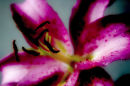 oriental lilly021